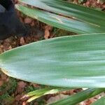 Guzmania plumieri Blad