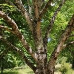 Fraxinus chinensis ശീലം