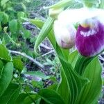 Cypripedium reginae Fleur