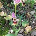 Ophrys tenthredinifera花