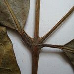 Faramea pedunculata