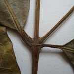 Faramea pedunculata Diğer