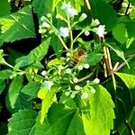 Ageratina altissima Yeri