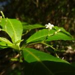 Rauvolfia viridis Fleur