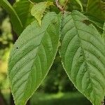 Prunus campanulata Leaf