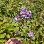 Symphyotrichum laeve Кветка