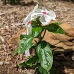 Catharanthus coriaceus 形态