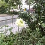 Cephalaria gigantea Flor