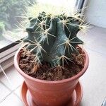 Ferocactus histrix Leht