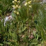 Pedicularis ascendens Habit