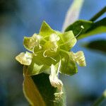 Silene baccifera Flower