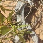 Arctostaphylos patula Bark