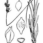 Carex pilulifera Autre