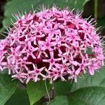 Clerodendrum bungeiFloare