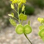 Biscutella laevigata Fruit