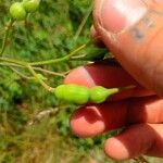 Brassica barrelieri Fruit