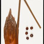 Leopoldinia pulchra Fruto
