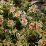 Salsola australis autre