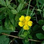 Potentilla reptansЦветок