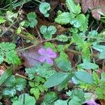 Geranium robertianum花