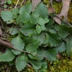 Micranthes virginiensis Leaf