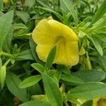 Calibrachoa parviflora Flower