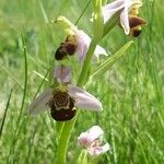 Ophrys apiferaFlors