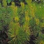 Pinus contorta পাতা