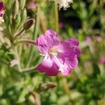 Epilobium hirsutum Floro