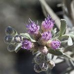 Pluchea sericea Flower