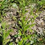 Myosotis macrosperma Leaf