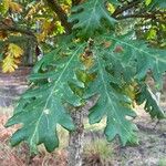 Quercus conferta Folio