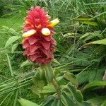 Costus barbatus Floare