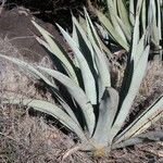 Agave asperrima Habit