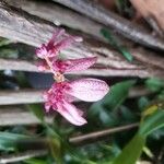 Bulbophyllum longiflorum Кветка