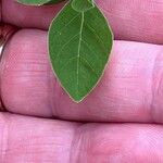 Lonicera morrowii Leaf