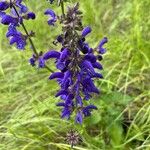 Salvia pratensisFloare