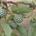Annona senegalensis Fruit