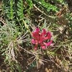 Astragalus incanusFlor