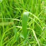 Lathyrus nissolia Blatt