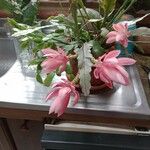 Disocactus phyllanthoides Blüte