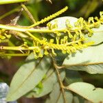 Alfaroa guanacastensis Flower