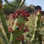 Euphorbia caducifolia ᱵᱟᱦᱟ