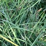 Carex darwinii