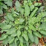 Stachys alpina Leaf