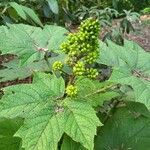 Oplopanax horridus Fruit