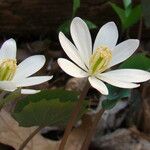 Jeffersonia diphylla Fiore