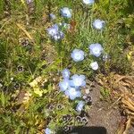 Nemophila menziesii 花