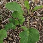 Eryngium tricuspidatum Blad