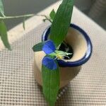 Commelina erecta Floare